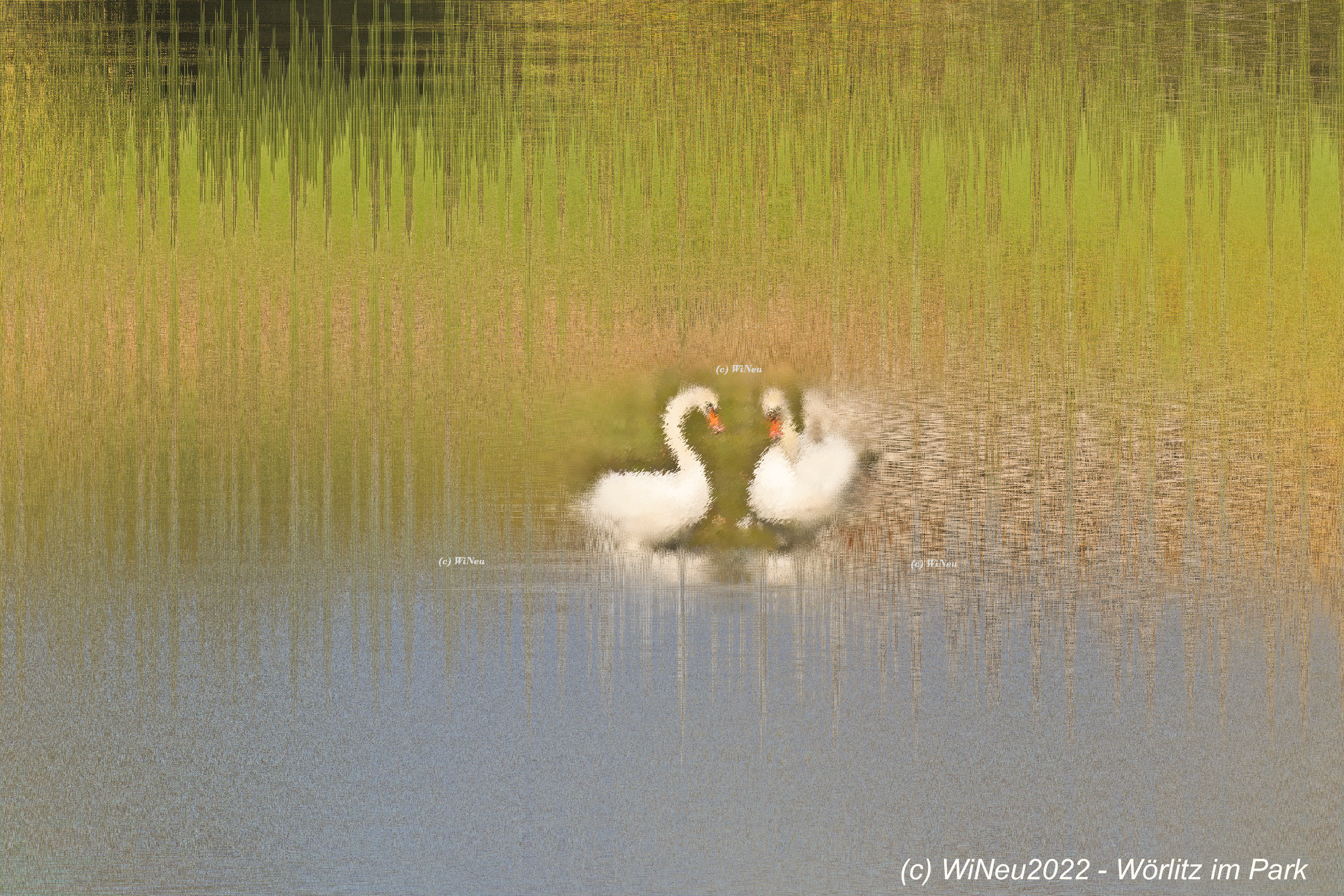 2022 Wörlitz_Schwäne WiNeu